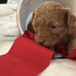Jag - Red  male Poodle puppy in Taylorsville, North Carolina from SilverLining highlands and hounds