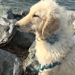 Meadow - Cream female Goldendoodle puppy in Maple Falls, Washington from Cynthia’s Goldendoodles