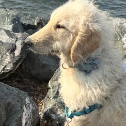 Meadow - Cream female Goldendoodle puppy in Maple Falls, Washington from Cynthia’s Goldendoodles