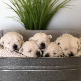 Shihpoo, Shih Tzu, and West Highland White Terrier Puppies from Westie Way & Polly Tzu Shih tzu and more
