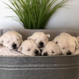 Shihpoo, Shih Tzu, and West Highland White Terrier Puppies from Westie Way & Polly Tzu Shih tzu and more