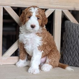Papaya - Red  male Goldendoodle puppy in Beverly Hills, Florida from Bundle of Joy Doodles