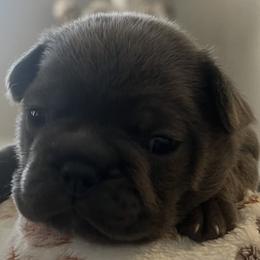 Boy 1 - male French Bulldog puppy in Norwalk, Ohio from The Frenchie Ravine Connection LLC