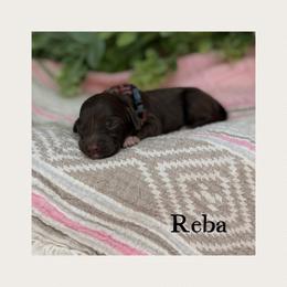 Reba - Chocolate female Australian Labradoodle puppy in Gladstone, Oregon from Beaver State Labradoodles