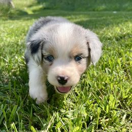 Knox - Blue merle male Miniature Australian Shepherd puppy in Mount Carmel, Tennessee from Hill Top Mini Aussies