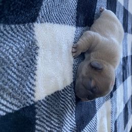 French Bulldog Puppies from Casco Bay Frenchies