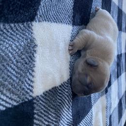 French Bulldog Puppies from Casco Bay Frenchies