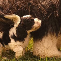 Cocker Spaniels and Shetland Sheepdogs from Ashlaur