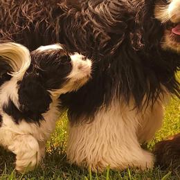 Cocker Spaniels and Shetland Sheepdogs from Ashlaur