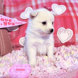Pomsky Puppies from Nebula Ranch Pomskies