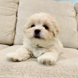 Maltipoo Puppies from Maine's Maltipoos