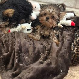 Winnie - Black and tan female Yorkshire Terrier puppy in Rockdale, Texas from Susie’s Sassy Yorkies