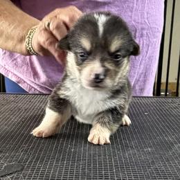 Boy 1 - Black and tan male Pembroke Welsh Corgi puppy in Moulton, Alabama from Reed's Pembroke Corgi Welsh