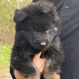 Puppy 3 he is a long coat puppy playful like his brothers smart and lovable he will be a snuggle buddy, companion  and loyal family pet , he will make any type gsd you train or have trained - Black and silver male German Shepherd puppy in Bluff City, Tennessee from What a Heart Wants