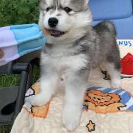 Siberian Husky Puppies from Canace Siberians