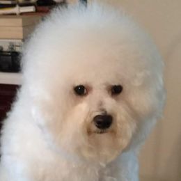 Happy - Bichon Frise