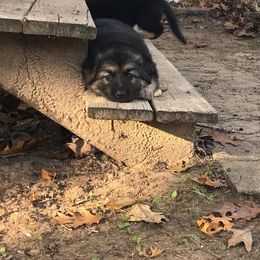 German Shepherd Puppies from JayDee's Proud K911