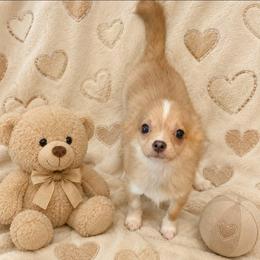 Scar - Fawn male Chihuahua puppy in Kyle, Texas from joy of chihuahuas tx