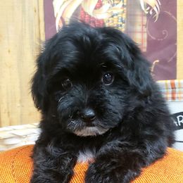 Charger - Black Maltipoo puppy in Mabelvale, Arkansas from Durham's Designer Poos