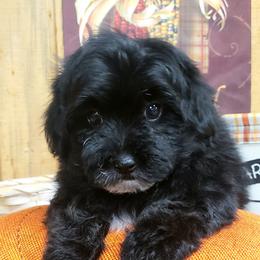 Charger - Black Maltipoo puppy in Mabelvale, Arkansas from Durham's Designer Poos