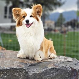 Foxy - Pembroke Welsh Corgi