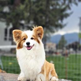 Foxy - Pembroke Welsh Corgi