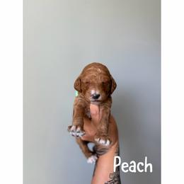 Peach - Red  female Goldendoodle puppy in Smithfield, Kentucky from KBK9 Kennels