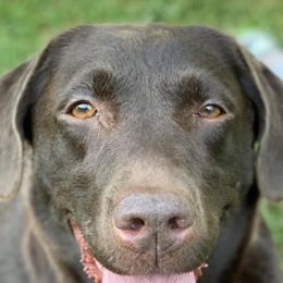 Labrador Retrievers from the Learning Lab