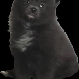 Lil Blu - Blue male Pomeranian puppy in Mays Landing, New Jersey from KB Pom Pups