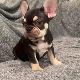 Pascal - Black and tan male French Bulldog puppy in New Berlin, Wisconsin from Smooshy Puppers