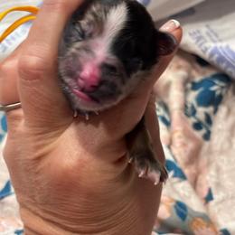 Fordy (yellow) - Merle male Whoodle puppy in Rising Sun, Indiana from Ruby Lane Doodles