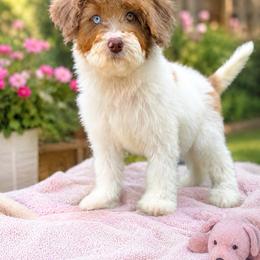 Remi - Tri-color female Bernedoodle puppy in Greenville, Texas from Doodles of Promise