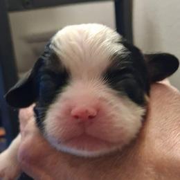 Pink collar, Bella - Tri-color female Cavalier King Charles Spaniel puppy in Colorado Springs, Colorado from True Love Colorado Cavalier King Charles Spaniels