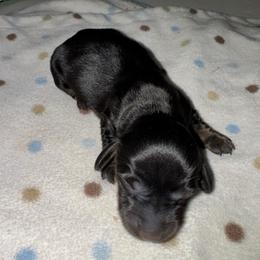 AKC Female 3 - Black and tan female Dachshund puppy in Knoxville, Tennessee from Thea's Puppies