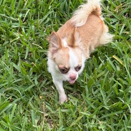 Carlotta - Sable spotted white female Chihuahua puppy in Haines City, Florida from Camic Cockapoos