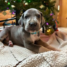 Light Blue - Blue male Great Dane puppy in Corsica, Pennsylvania from Ferguson Family Danes LLC