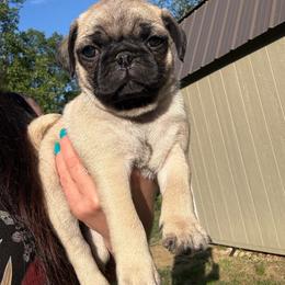 Jude - Fawn male Pug puppy in Milam, West Virginia from Vaubel Country Pugs