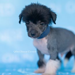 JIG - Black and white male Chinese Crested puppy in Kentucky from Qilin Chinese Crested