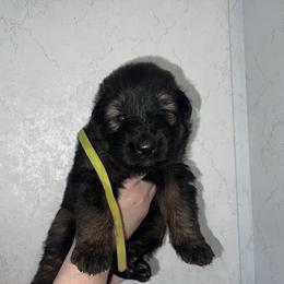 Jaden - Sable female German Shepherd puppy in Winterport, Maine from Vom Stevens Old Fashioned German Shepherds