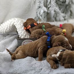 Cavapoo and Whoodle Puppies from Gardner Lane Puppies