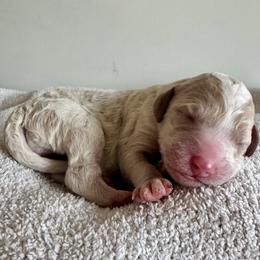 Marigold (Dark Purple) - Parti female Poodle puppy in Burwell, Nebraska from Petersen Poodles
