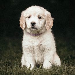 Light Purple Girl - Golden Retriever puppy from Carolina Goldens