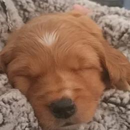 Golden Retriever Puppies from Smokingold Retreivers