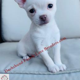 Previous Baby Polar Bear - White male Chihuahua puppy in Chino Valley, Arizona from Dachshund Family Love Breeders
