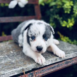 Girl 1 - Slate Merle - Heavy Coloring - Slate merle female Border Collie puppy in Minden, Iowa from Rocking N Registered Border Collies & Labradors