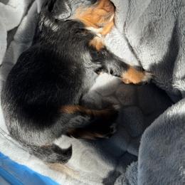 Miniature Australian Shepherd Puppies from McMillan Aussies