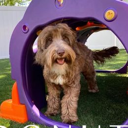 Donut - Australian Labradoodle