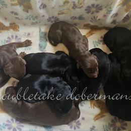 Doberman Pinscher puppies from Double-Take Doberman Kennels