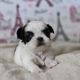 Colette - Black gold and white female Shih Tzu puppy in Montrose, Colorado from Nana's Happy Pups
