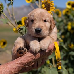 Mr. Longhorn - Golden male Golden Retriever puppy in Cody, Wyoming from Bliss Creek Goldens
